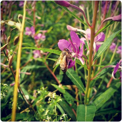 Points de vente thomas de gaudemar apiculteur apiculture miel miellerie fleur chataigne chataigner chataigneraie ronce Ardèche abeille reine élevage ruche rucher cadre propolis gelée royale cire pollen