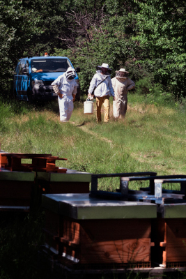 présentation thomas de gaudemar apiculteur apiculture miel miellerie fleur chataigne chataigner chataigneraie ronce Ardèche abeille reine élevage ruche rucher cadre propolis gelée royale cire pollen