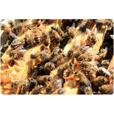 Abeilles à l'ouverture d'une ruche thomas de gaudemar apiculteur apiculture miel miellerie fleur chataigne chataigner chataigneraie ronce Ardèche abeille reine élevage ruche rucher cadre propolis gelée royale cire pollen