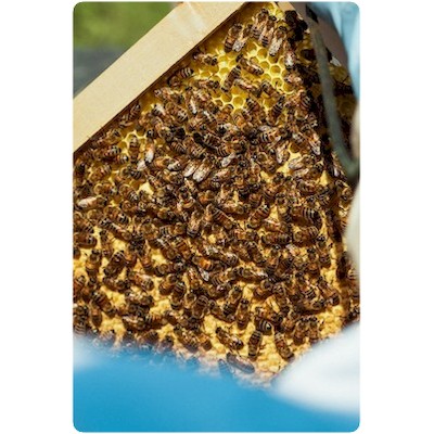 Un cadre de ruche thomas de gaudemar apiculteur apiculture miel miellerie fleur chataigne chataigner chataigneraie ronce Ardèche abeille reine élevage ruche rucher cadre propolis gelée royale cire pollen