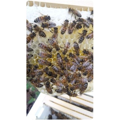 Une reine et sa cour thomas de gaudemar apiculteur apiculture miel miellerie fleur chataigne chataigner chataigneraie ronce Ardèche abeille reine élevage ruche rucher cadre propolis gelée royale cire pollen