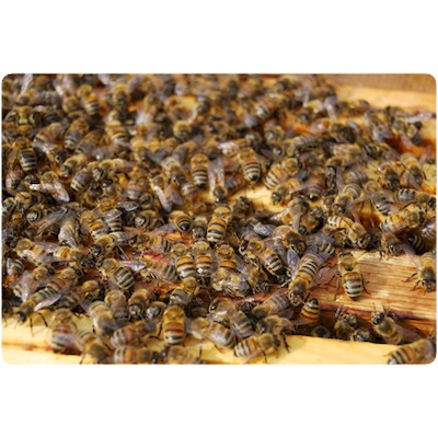 Foule au travail thomas de gaudemar apiculteur apiculture miel miellerie fleur chataigne chataigner chataigneraie ronce Ardèche abeille reine élevage ruche rucher cadre propolis gelée royale cire pollen