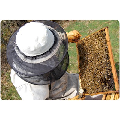 Inspection d'un cadre thomas de gaudemar apiculteur apiculture miel miellerie fleur chataigne chataigner chataigneraie ronce Ardèche abeille reine élevage ruche rucher cadre propolis gelée royale cire pollen