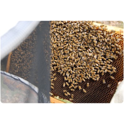 Où est la reine ? thomas de gaudemar apiculteur apiculture miel miellerie fleur chataigne chataigner chataigneraie ronce Ardèche abeille reine élevage ruche rucher cadre propolis gelée royale cire pollen