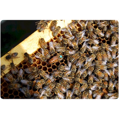 Reine en ponte thomas de gaudemar apiculteur apiculture miel miellerie fleur chataigne chataigner chataigneraie ronce Ardèche abeille reine élevage ruche rucher cadre propolis gelée royale cire pollen