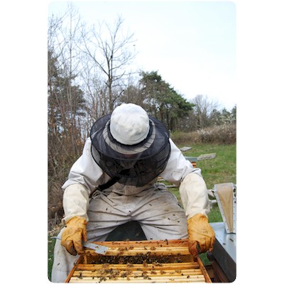 Visite thomas de gaudemar apiculteur apiculture miel miellerie fleur chataigne chataigner chataigneraie ronce Ardèche abeille reine élevage ruche rucher cadre propolis gelée royale cire pollen