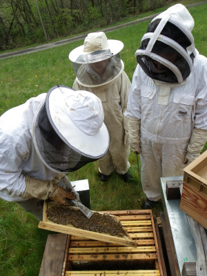 présentation thomas de gaudemar apiculteur apiculture miel miellerie fleur chataigne chataigner chataigneraie ronce Ardèche abeille reine élevage ruche rucher cadre propolis gelée royale cire pollen