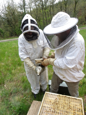 présentation thomas de gaudemar apiculteur apiculture miel miellerie fleur chataigne chataigner chataigneraie ronce Ardèche abeille reine élevage ruche rucher cadre propolis gelée royale cire pollen
